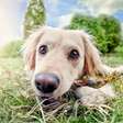 Por que cães comem grama? Ciência explica instinto, dieta, tédio e quando o comportamento é normal ou preocupante