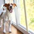 Sexto sentido canino ou pura coincidência? Ciência explica a habilidade dos pets de detectar mudanças invisíveis no ambiente