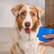 Cachorro sem fome: 6 dicas para melhorar o apetite do animal