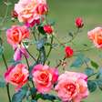 Como cultivar rosas em casa? Veja dicas simples