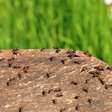 Limpeza no mundo dos insetos: como formigas "escovam" outras para sobreviver a fungos e parasitas