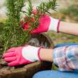 Energias turbinadas: 5 espécies verdes para cultivar em casa