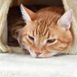 Cuidados com gatos no frio: veja como evitar doenças e aquecer seu pet