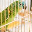 Por que papagaios falam? Entenda a siringe, a inteligência das aves e como elas aprendem a imitar humanos