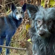 Mutação, Tinta ou IA? O mistério dos cães de pelo azul encontrados em Chernobyl intriga a ciência e ONGs de resgate