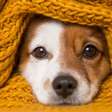 Como saber se o seu pet está com frio: 5 sinais que você não pode ignorar