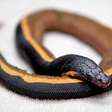 Cobra-marinha tem veneno poderoso capaz de matar até 100 pessoas e habilidade rara de sobreviver em mar aberto
