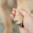 Morte de um animal de estimação é difícil para as pessoas, mas e para os outros pets?