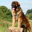 Leonberger: conheça as características do cachorro dessa raça