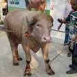 'Donald Trump' é atração em Bangladesh; búfalo albino tem quase 700 kg