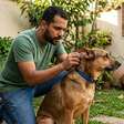 Carrapato em pets: por que esse parasita pode ser mais perigoso do que parece