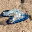 Velella velella: as curiosas criaturas marinhas que dominaram a Califórnia