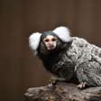 Sagui: 7 curiosidades sobre esse pequeno macaco