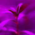 Por que fazendas urbanas usam luz rosa e roxa? A ciência dos LEDs que está revolucionando o cultivo de alimentos