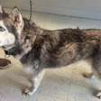 Husky reencontra familia após 12 anos e história chama atenção para curiosidades da raça
