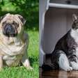 Cães e gatos obesos não são fofos! Entenda como o problema é sério