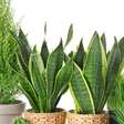 Por que sua planta não cresce? Os problemas escondidos no solo que quase ninguém vê