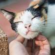 A ciência explica: gatos respondem melhor quando falamos com 'voz de bebê'
