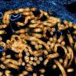 OMS declara surto de ébola na África emergência de saúde global