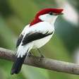 Conheça o soldadinho-do-araripe, ave rara que existe apenas no Nordeste brasileiro