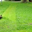 Quando a grama fala: como voláteis vegetais transformam o corte em sinal de alerta químico