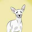 Pinscher branco: 4 características marcantes da raça