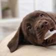 Seu cachorro precisa escovar os dentes? Veja os cuidados com a saúde do pet