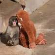 Turistas americanos são presos por tentarem se aproximar de macaco Punch no Japão