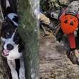 Cachorrinha é resgatada após ficar 3 dias presa entre rochas no Espírito Santo