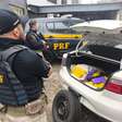 PRF prende traficante com 225 kg de maconha em Torres