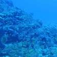 Criaturas abissais revelam os mistérios mais assustadores dos oceanos
