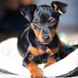 Pinscher e chihuahua: 8 características que diferenciam as duas raças