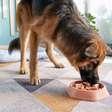 6 dicas para o cachorro comer mais devagar
