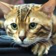 O Rei Leão: 8 nomes para gatos inspirados no filme