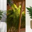 7 plantas perfeitas para salas escuras que quase não precisam de sol