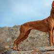 Pharaoh hound: conheça as características do cachorro dessa raça
