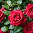 Por que as rosas são símbolo de Santa Rita de Cássia? Entenda a tradição