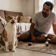Gato miando muito: o que pode ser e quando se preocupar