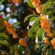 Tem um aroma tão bom quanto o de jasmim e você pode plantá-la num vaso na varanda ou no terraço: essa é a oliveira-doce