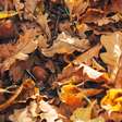 Por que as pontas das folhas ficam marrons? Entenda as causas e como recuperar plantas de interior