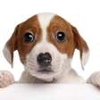 Pata esquerda ou direita: como a preferência dos cães revela emoções e aprendizado