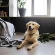 Saiba quantas horas seu cachorro pode ficar sozinho em casa