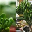 Suculenta inusitada e fácil de cuidar vai embelezar seu ambiente