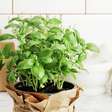 Esta é a maneira correta de cortar as folhas de manjericão para cozinhar sem danificar a planta