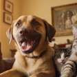 Quer proteger seu pet? Veja 3 orações populares para cães e gatos