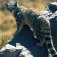 'Fantasma dos Andes': felino raro ameaçado de extinção é avistado pelo 3º ano consecutivo e empolga cientistas