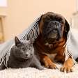 Dores articulares nos pets durante o frio: saiba como protegê-los