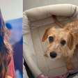 Atriz! Família de cão que estrela em 'Quem Ama Cuida' celebra nas redes sociais