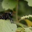 Maior espécie de mosca do mundo surpreende e tem origem no Brasil