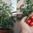 O tomate-cereja é a planta perfeita para quem sonha com uma horta em casa